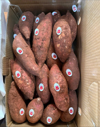 Khoai lang - Hợp Tác Xã Rau Sạch Nguyễn Minh